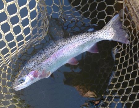 大安トラウトレイク釣果